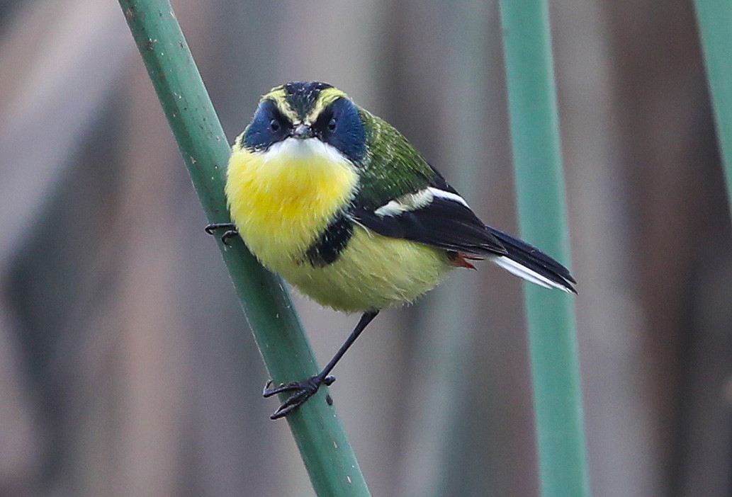 image Many-colored Rush Tyrant